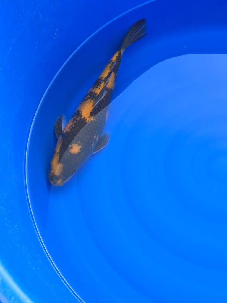 Koi carp/fish and pond Equipment for sale