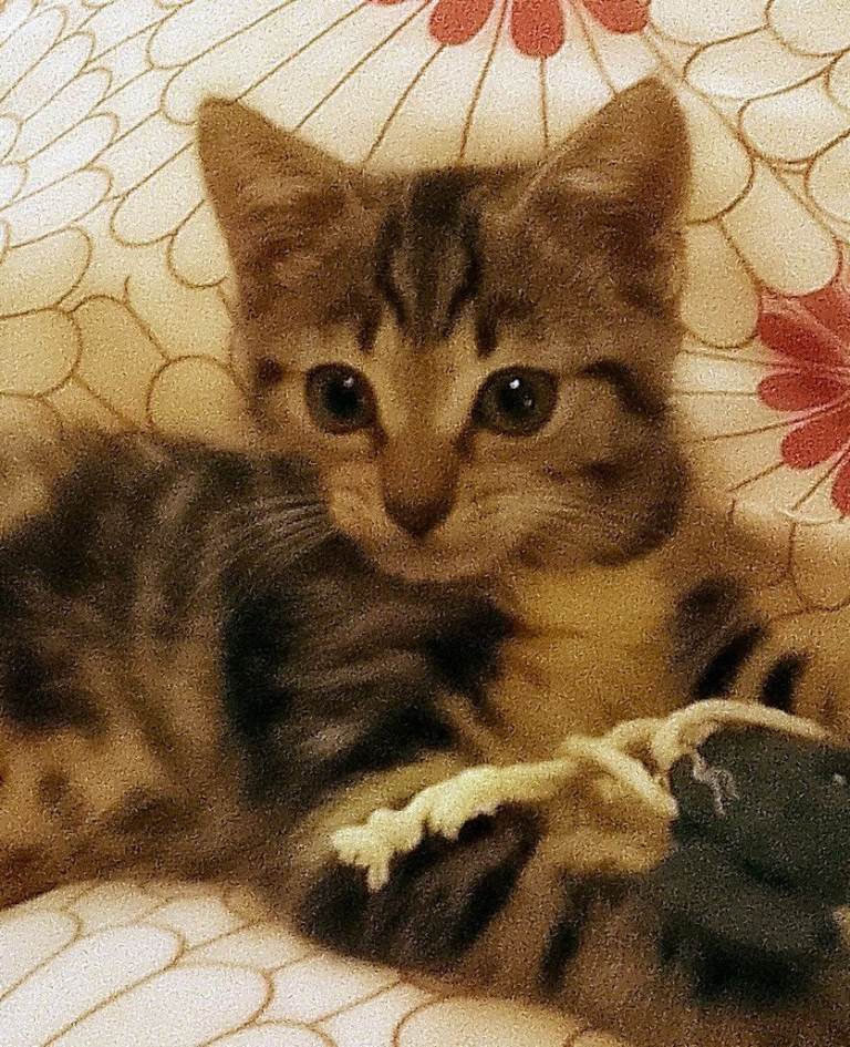 Beautiful female kitten TABBY 
