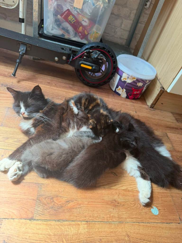2 beautiful kittens for sale 
