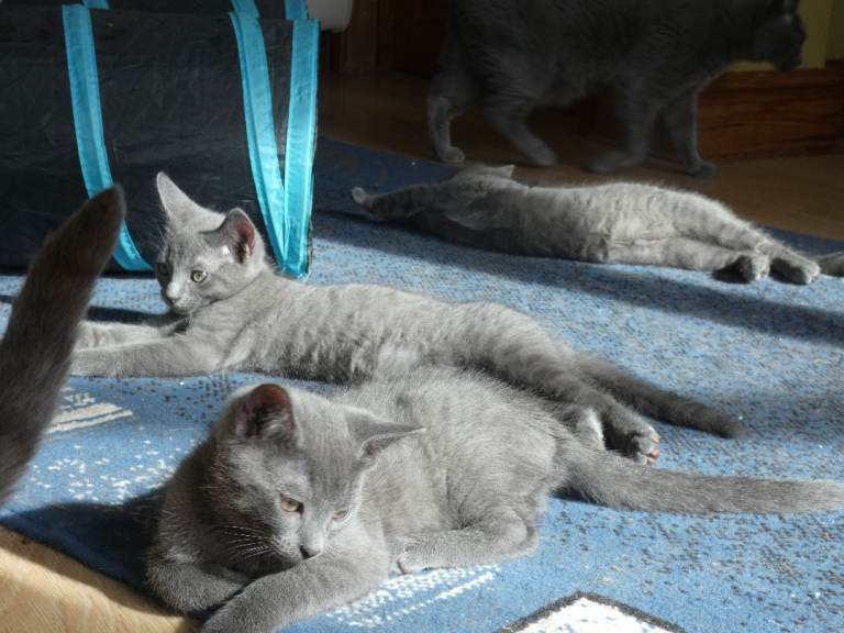Pure Russian Blue kittens *1 boy, 1 girl left*