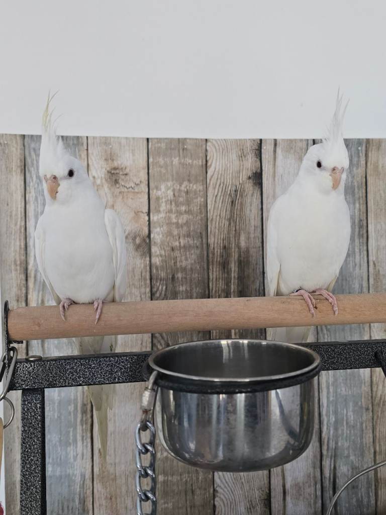2 x WHITE FACED DNAd MALE COCKATIELS, 11 months