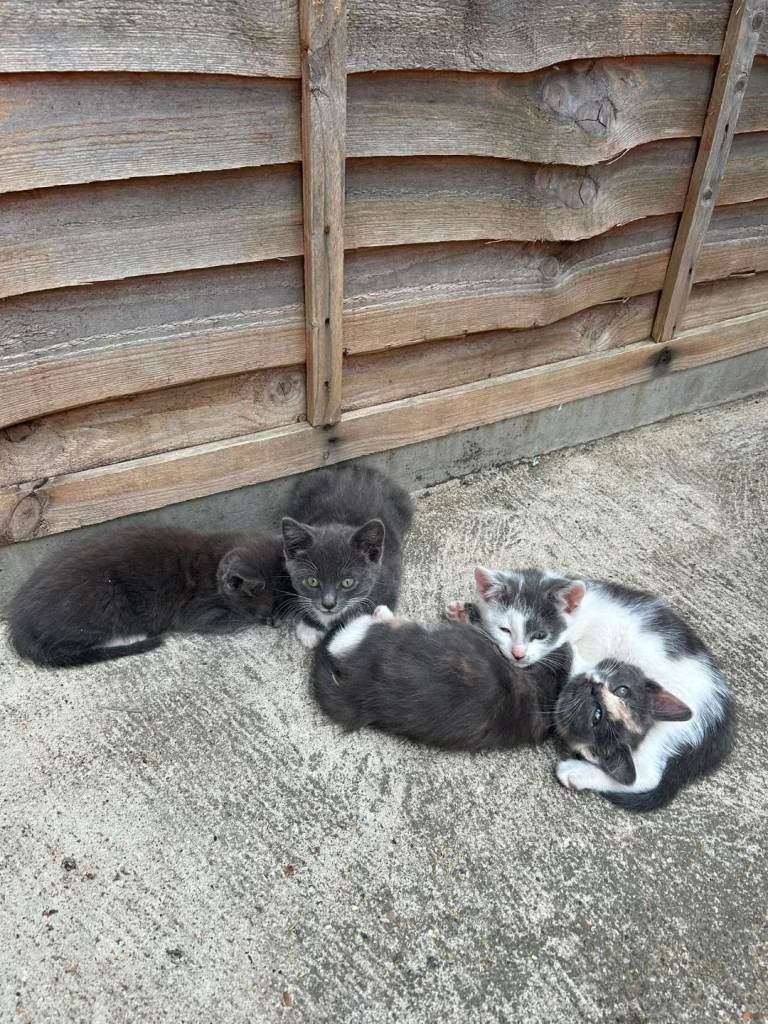 Kittens