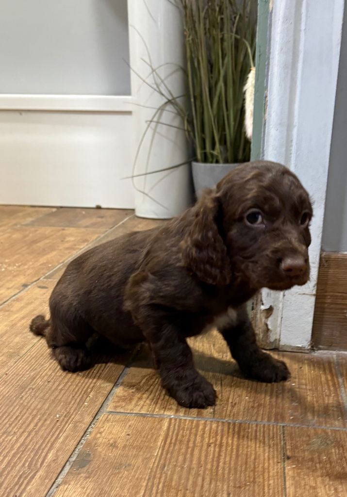 F1B cockapoo pups Ready 20-12