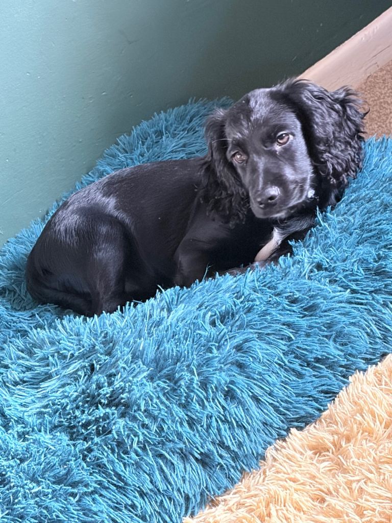 12 week old cocker spaniel puppy