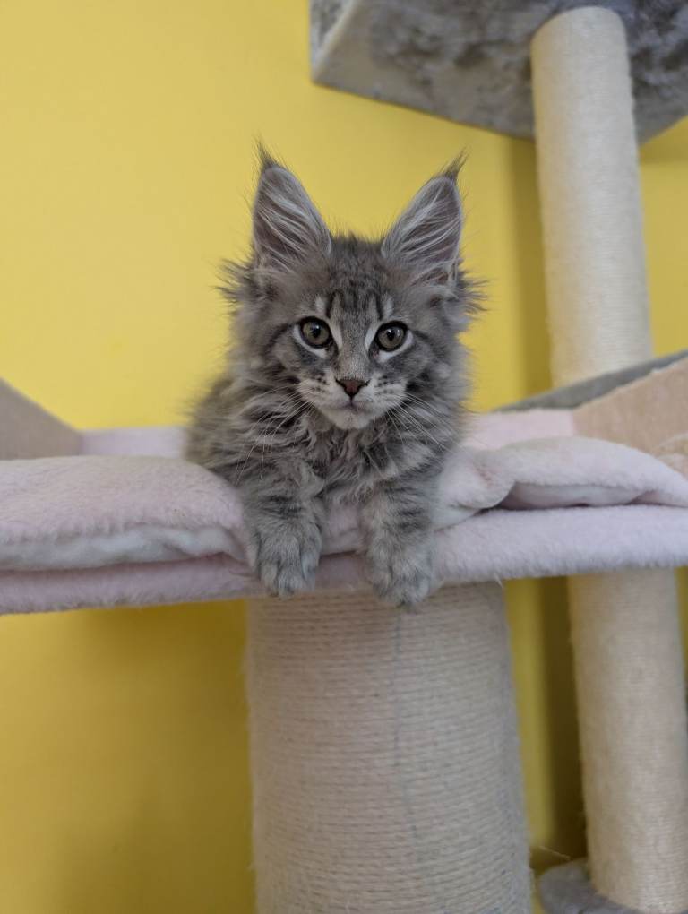 TICA Registered Maine Coon Kitten