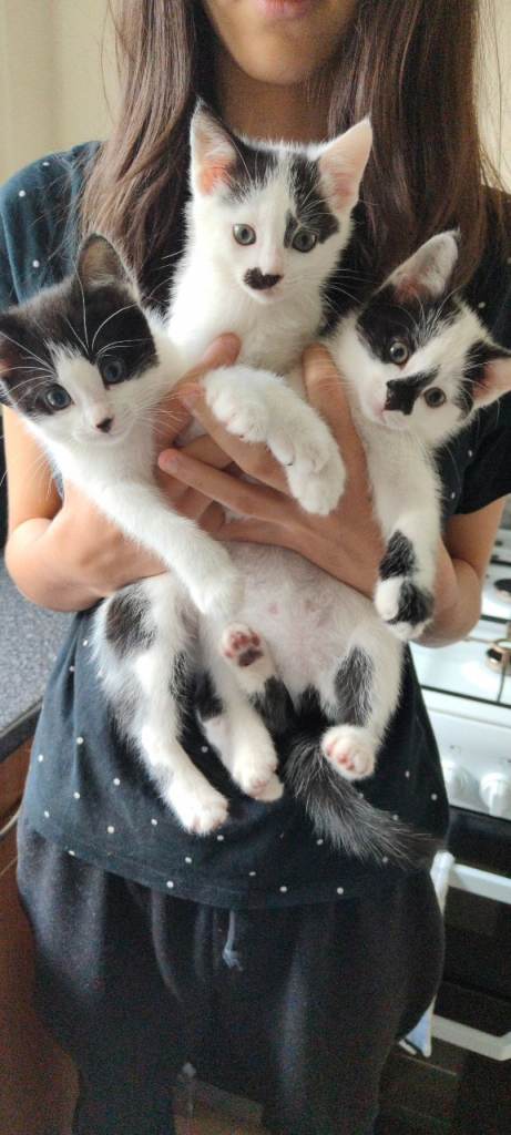 Kittens for sale 