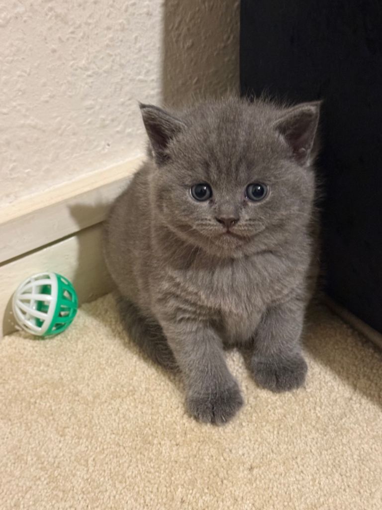 Kitten / Cat/BSH 