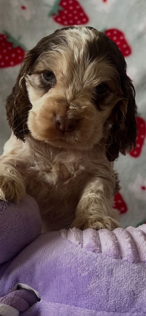  Show cocker spaniel puppies  available 
