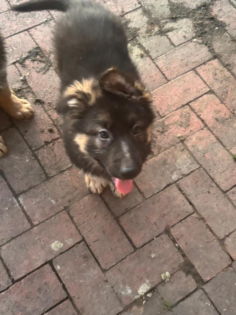 German Shepherd Pups