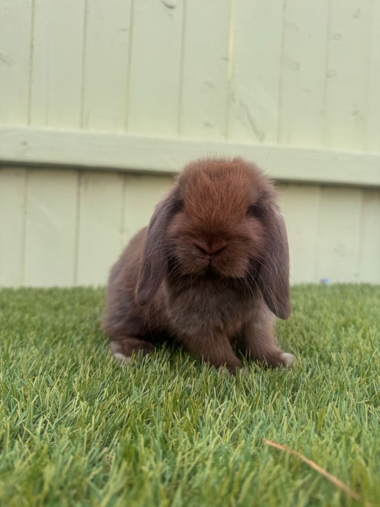 Mini lops 