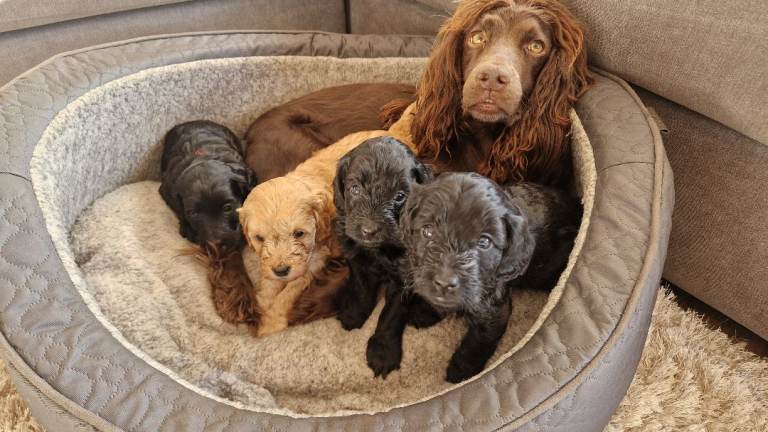 F1 Cockapoo puppies 