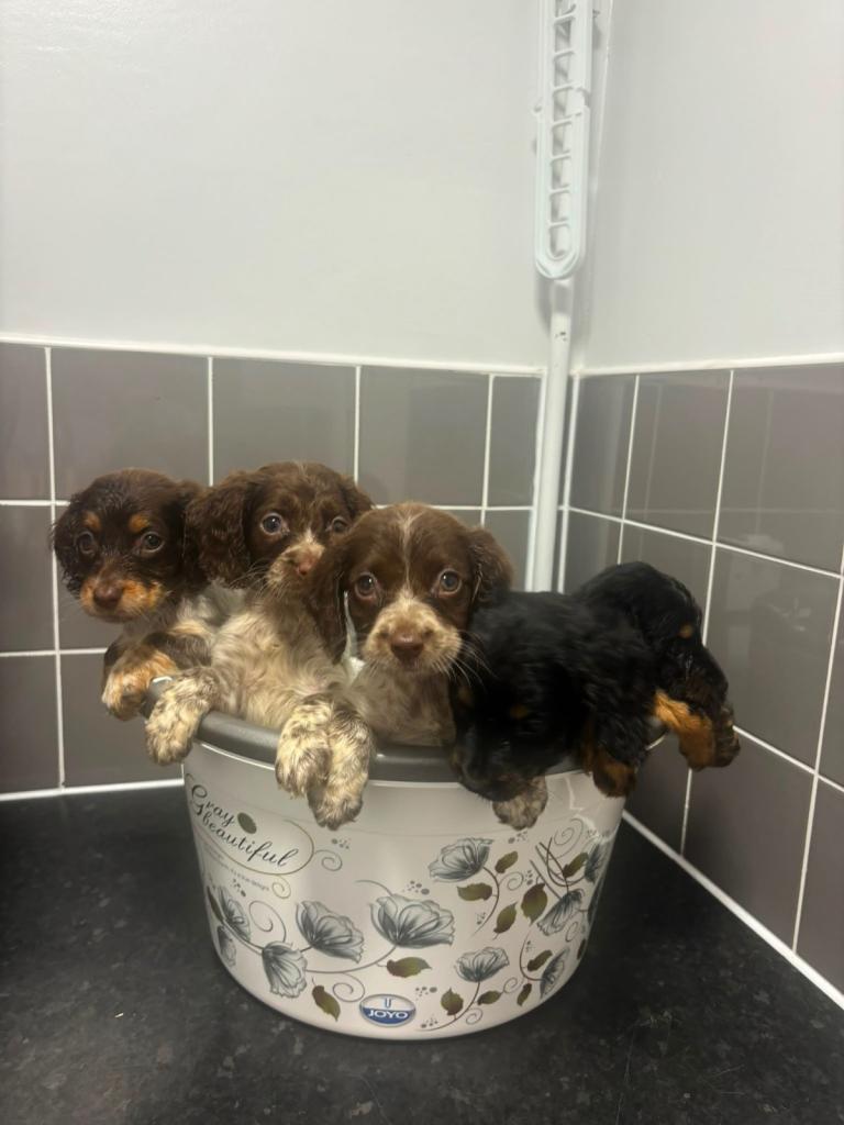 Adorable Cockapoo Puppies Ready for New Homes