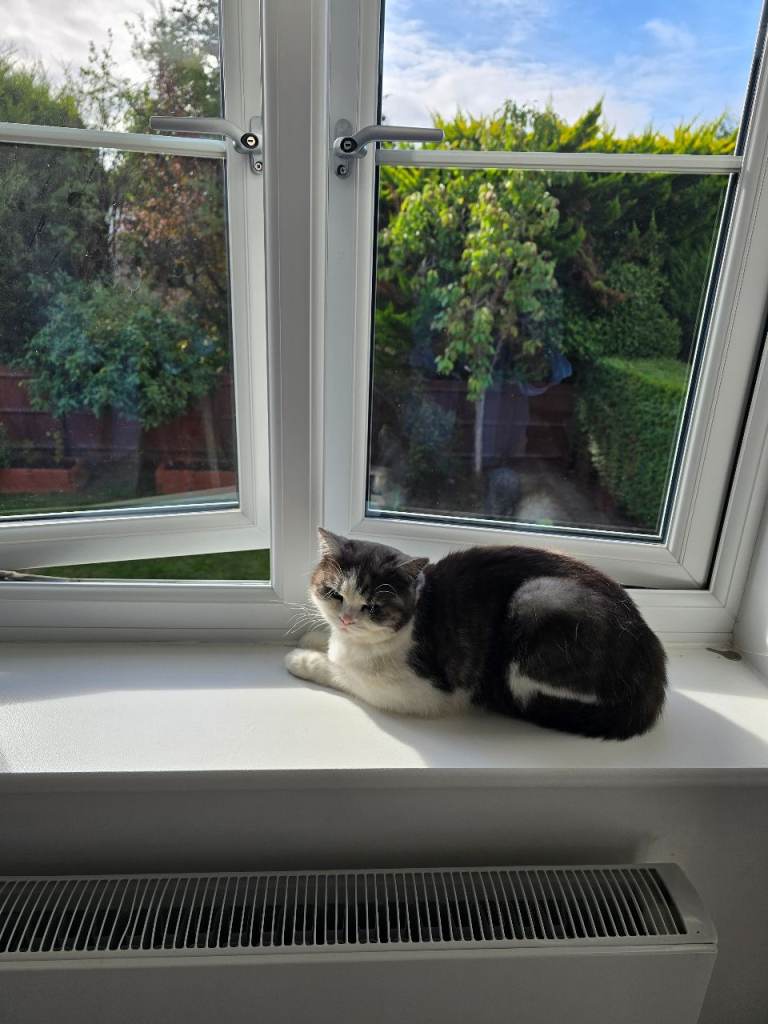 Missing cat