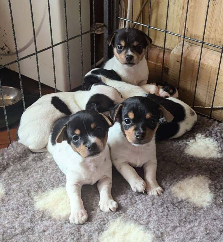 Jackihuahua (Jack Russell -Chihuahua cross) puppies for sale