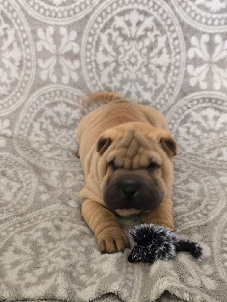 Shar pei 