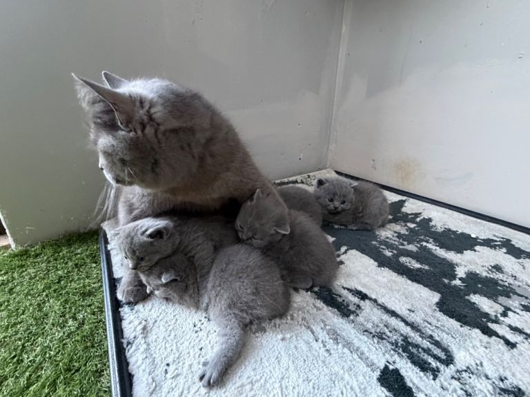 British Shorthair