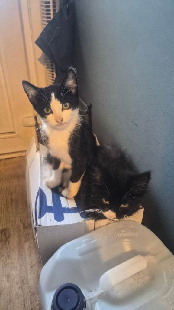 Kittens for sale 