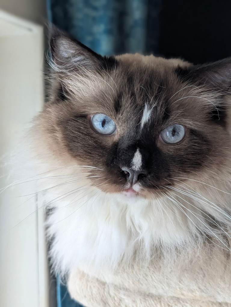 Handsome Ragdoll Boy