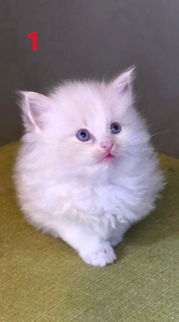 ❤️Stunning Ragdolls❣️