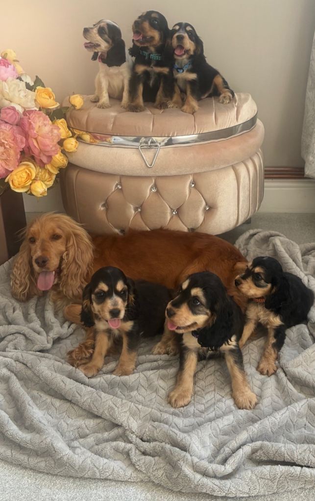 Cocker spaniel show type 