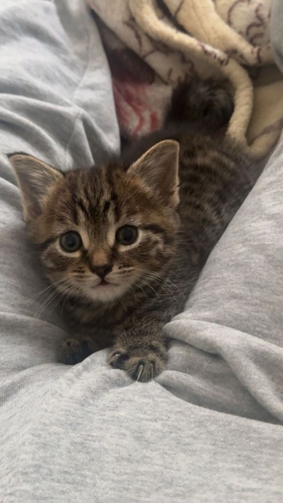 Cute little male kitten looking for a new home 