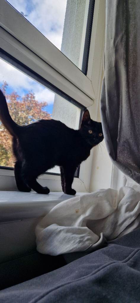 2x 15 week old kittens. 1 boy 1 girl to a good home