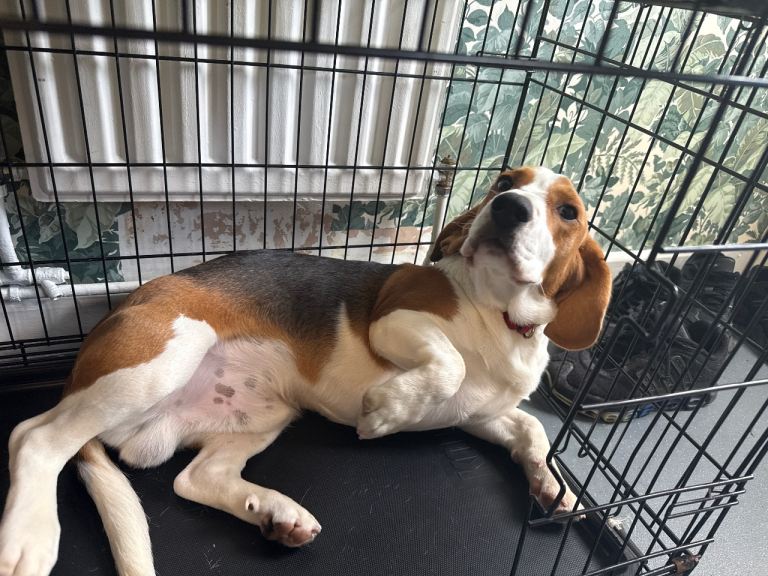 8 months old beagle for sale