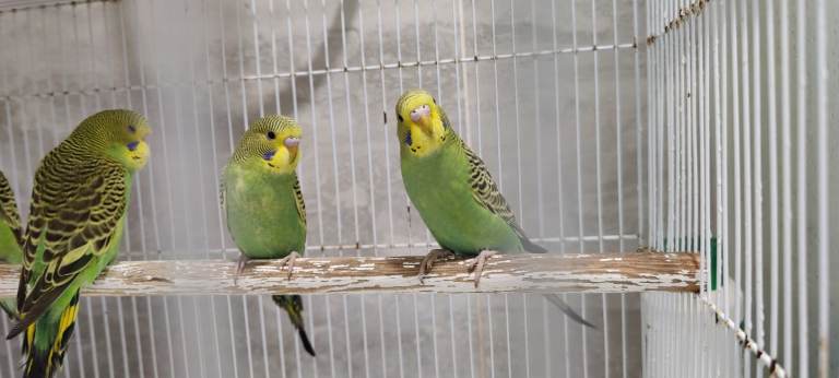 Budgies 2 for £50 Delivery possible 