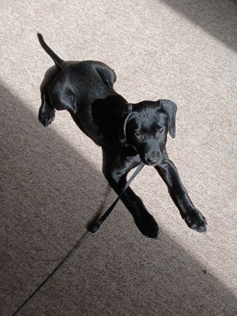 12 week old puppy for sale