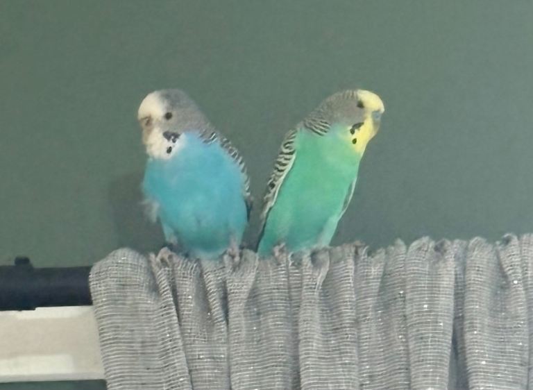 2 female budgies 