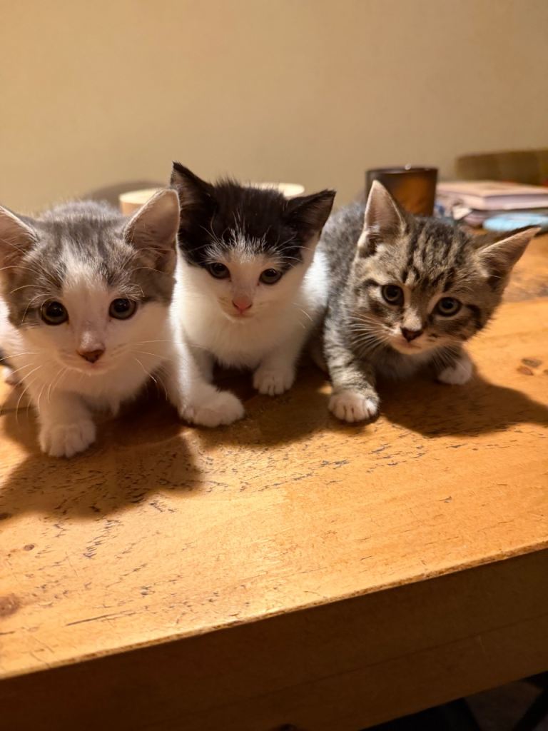 3 beautiful  kittens for sale 