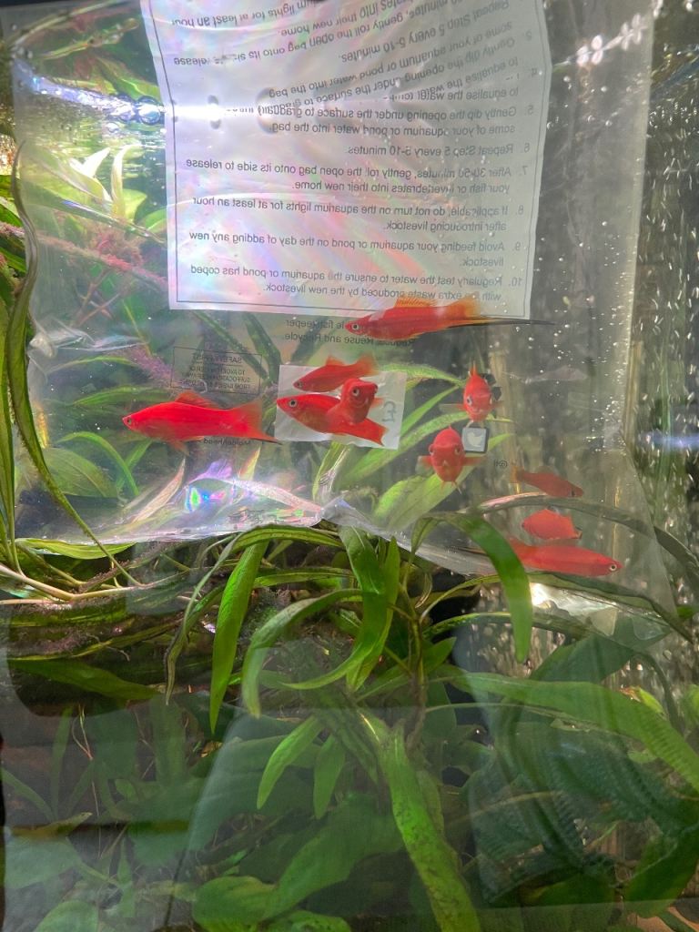 Homebred orange swordtails, dalmatian mollies and/or bristlenosed plecos