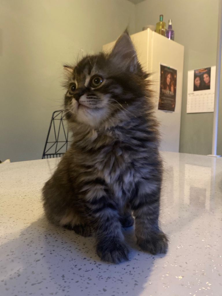 BSH x Siberian Hypoallergenic Kittens 