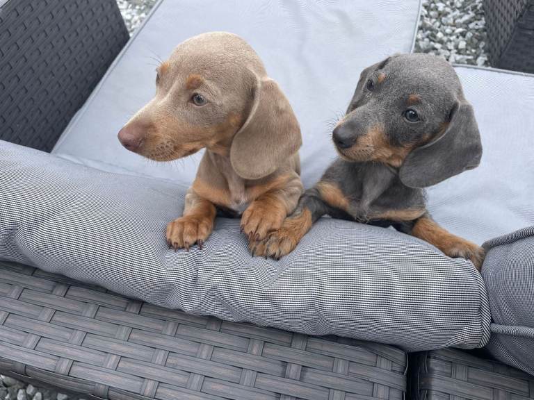 Miniature Dachshund Puppies - Stunning Litter