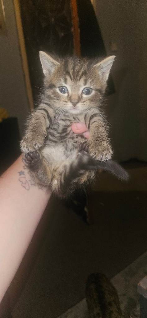 British short hair x kittens