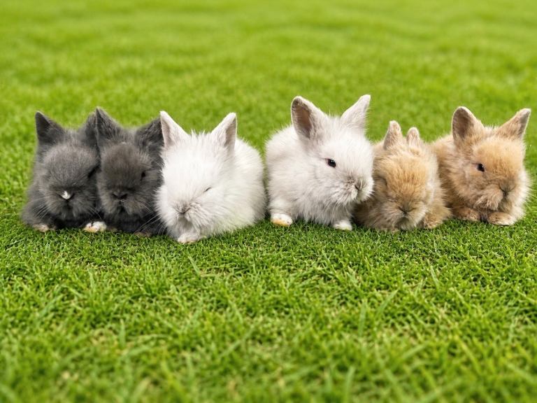 Adorable Lionhead Bunnies