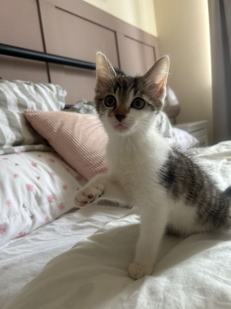 Adorable Tabby and White Kitten Looking for a Loving Home