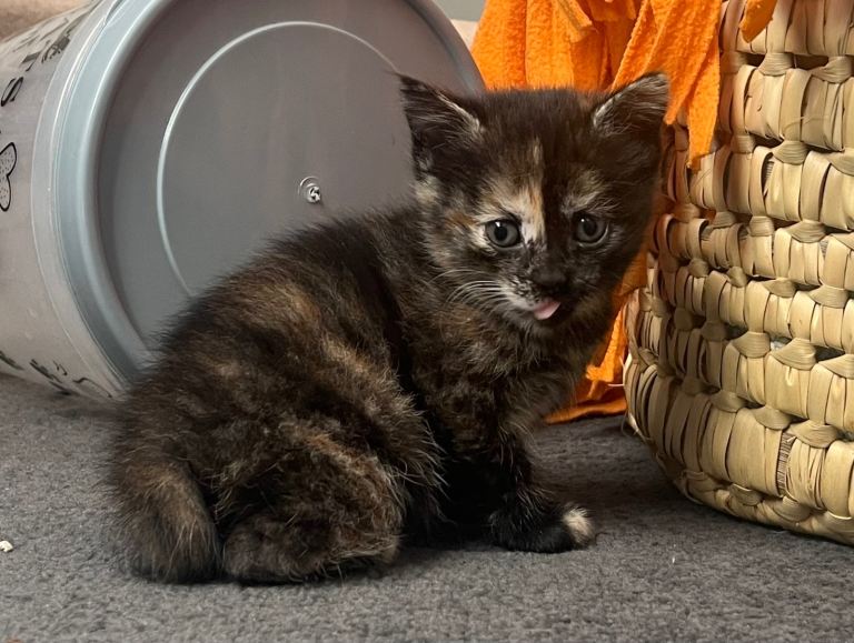 Calico kitten