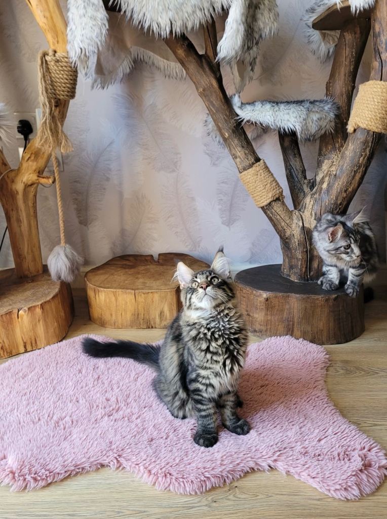 TICA registered kittens 