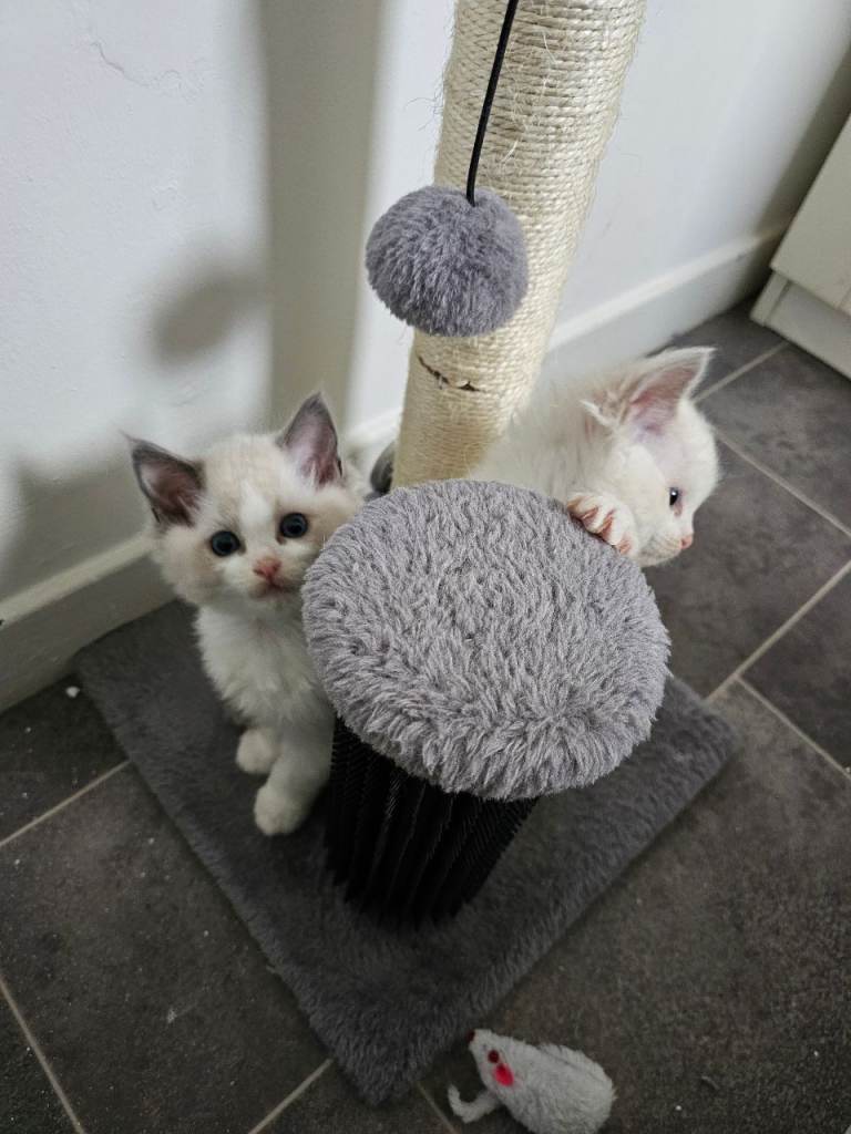Ragdoll kittens