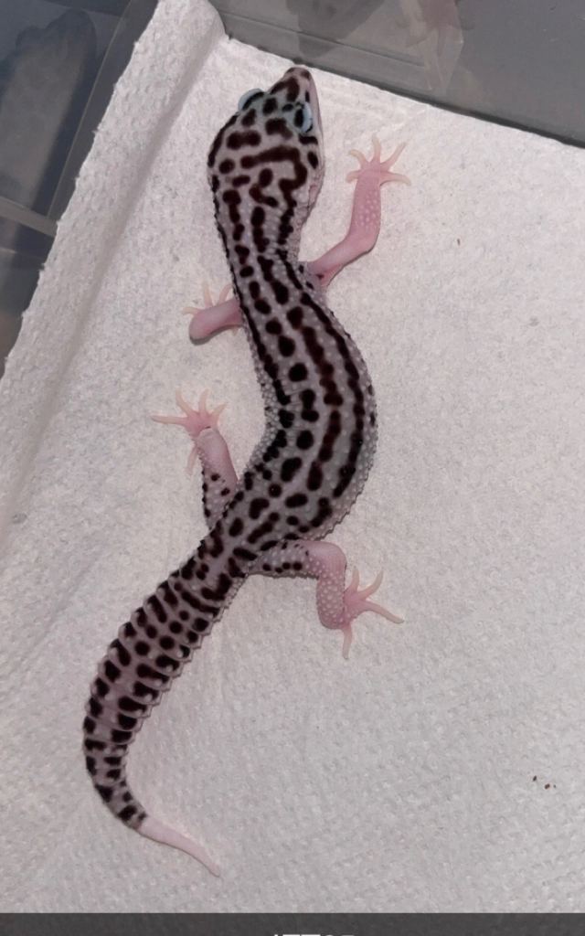 Juvenile Leopard gecko
