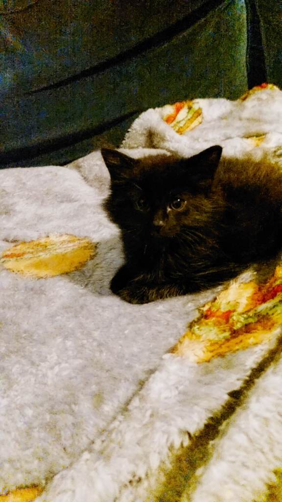 Ragdoll Male Kitten 3 Months Old