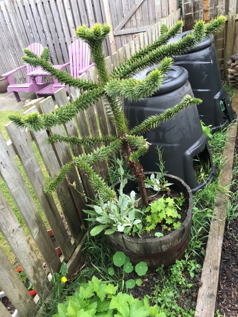 Monkey Puzzle Tree 