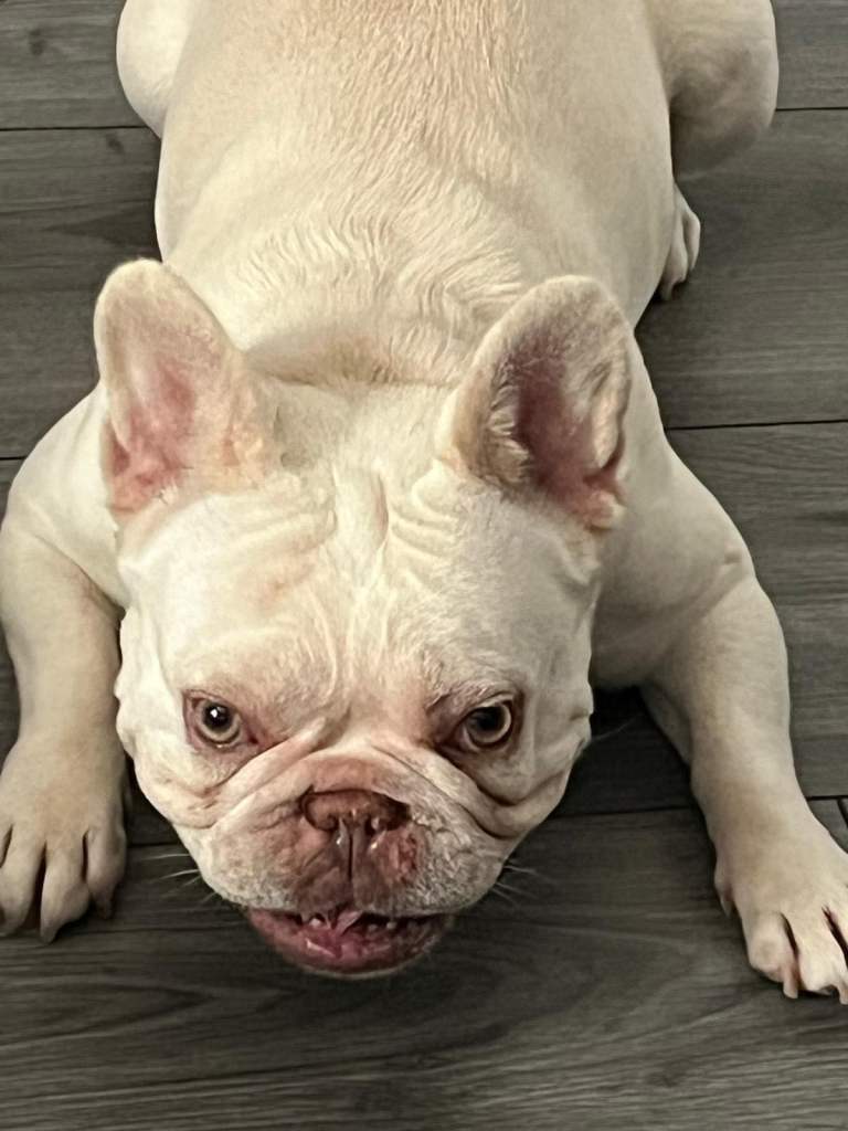 Frenchie puppies 