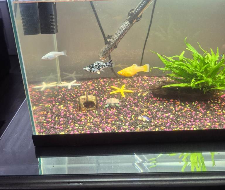 Tropical Fish & Tank Set up