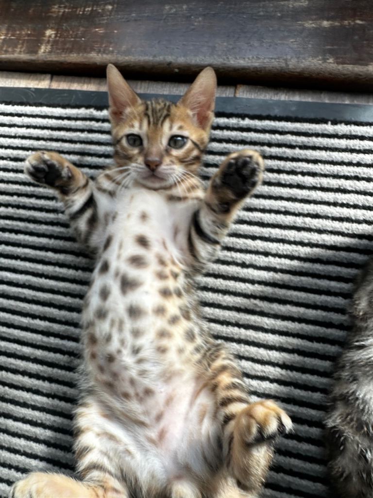 Bengal kittens