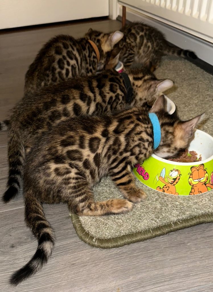 Bengal kittens for sale