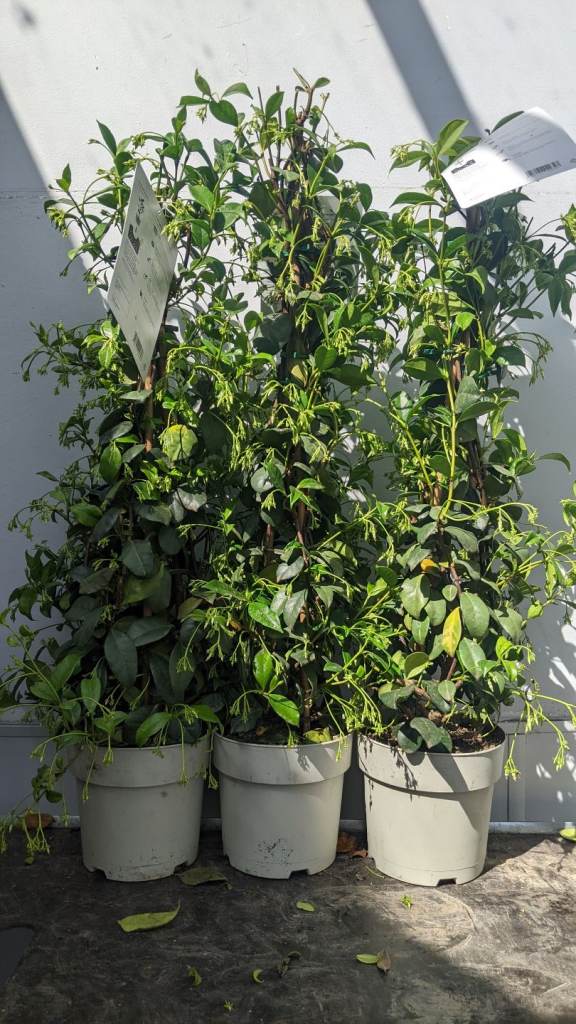 Scented Summer Jasmine Evergreen 🌿🌸