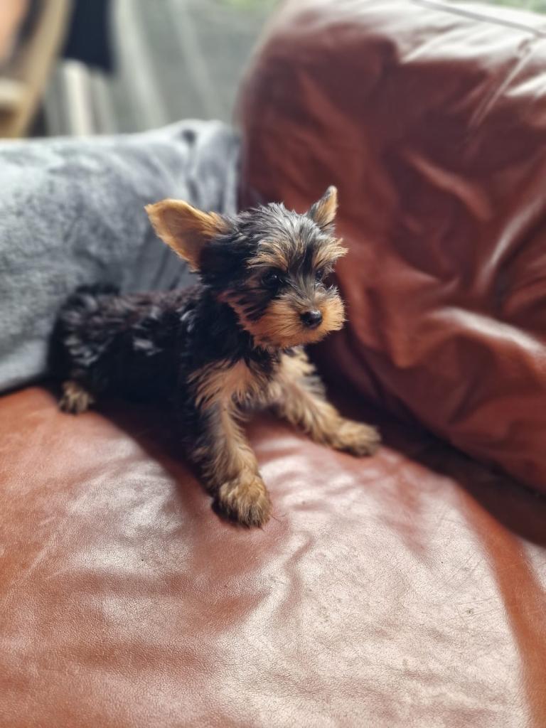 Beautiful Yorkshire terrier XS small boy