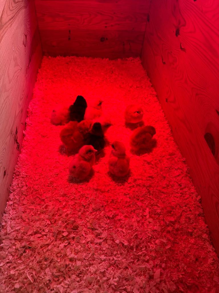 10 x day old chicks for sale and 2x pol hens for sale